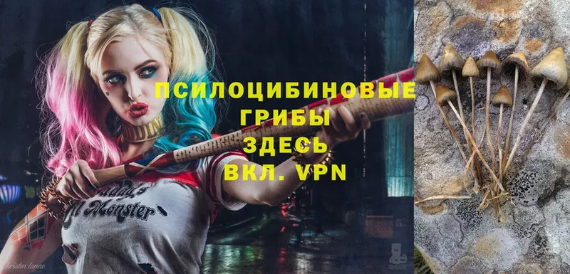 Галлюциногенные грибы прущие грибы  хочу   Волоколамск 
